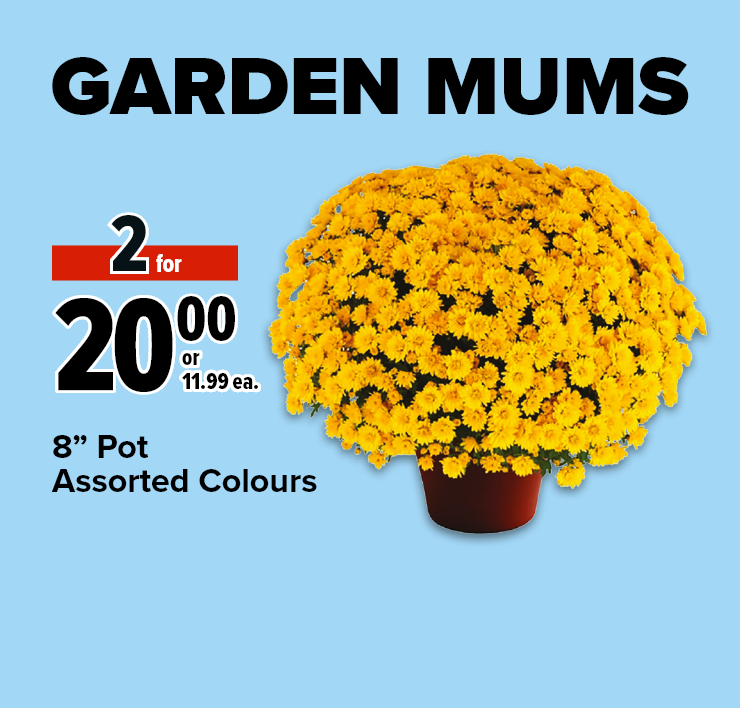 Garden Mums. 8in. Pot Assorted Colours.