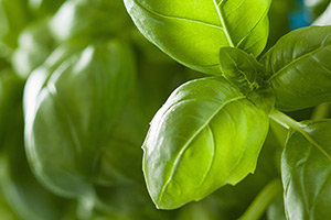 Basil