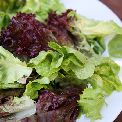 Salade fraîcheur rouge et verte